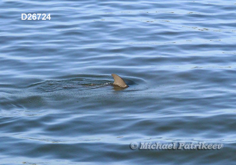 Common Bottlenose Dolphin (Tursiops truncatus)